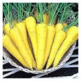 /album/rare-vegitables/yello-carrots-jpg/